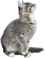 猫のイメージ画像