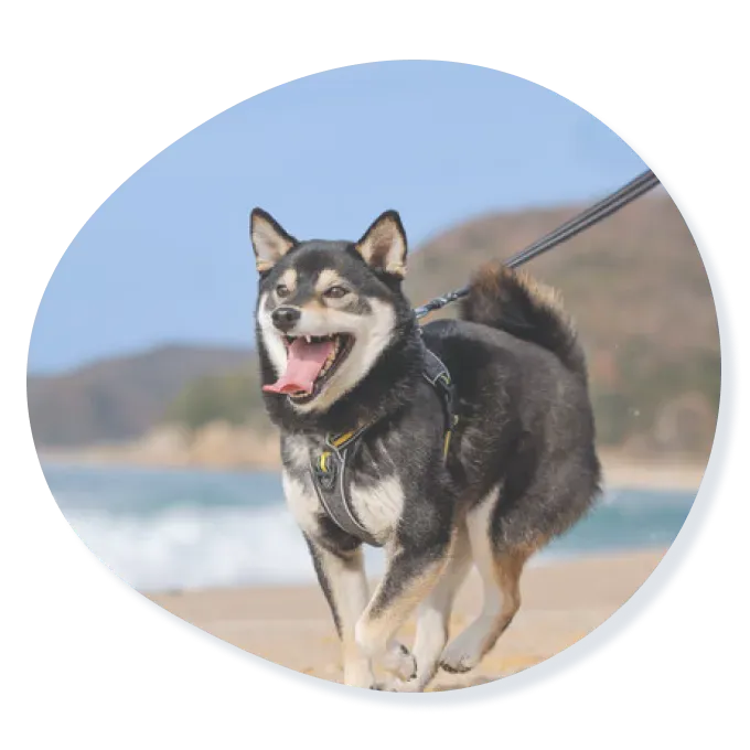 犬の画像