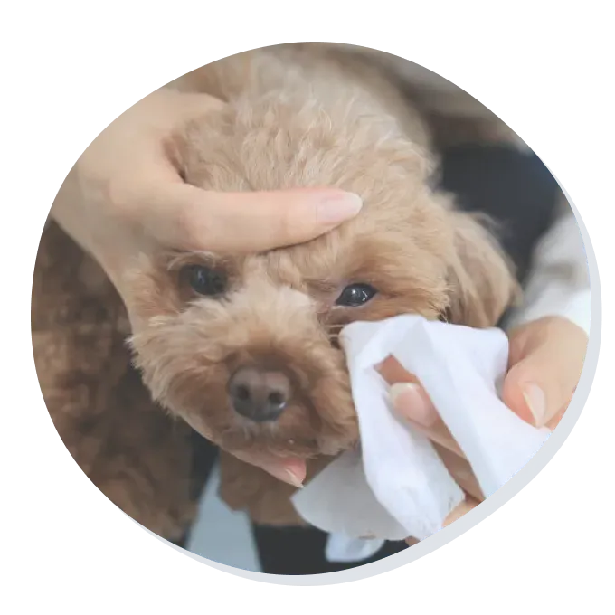 犬の画像