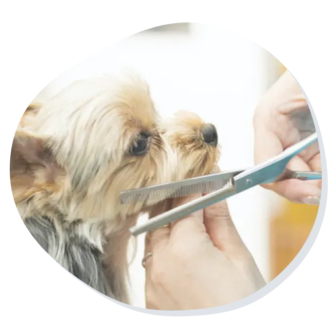 犬の画像