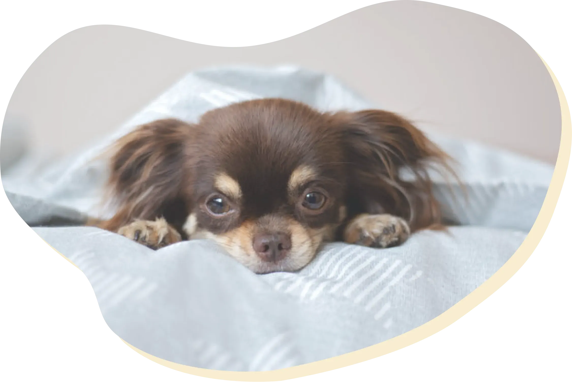 犬のイメージ画像