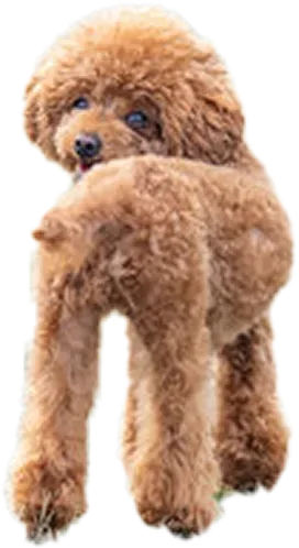 犬の画像