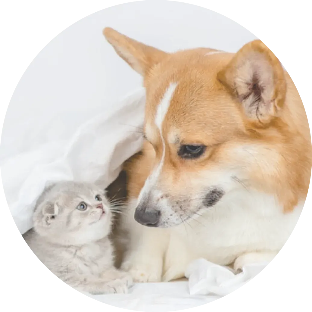 犬の画像