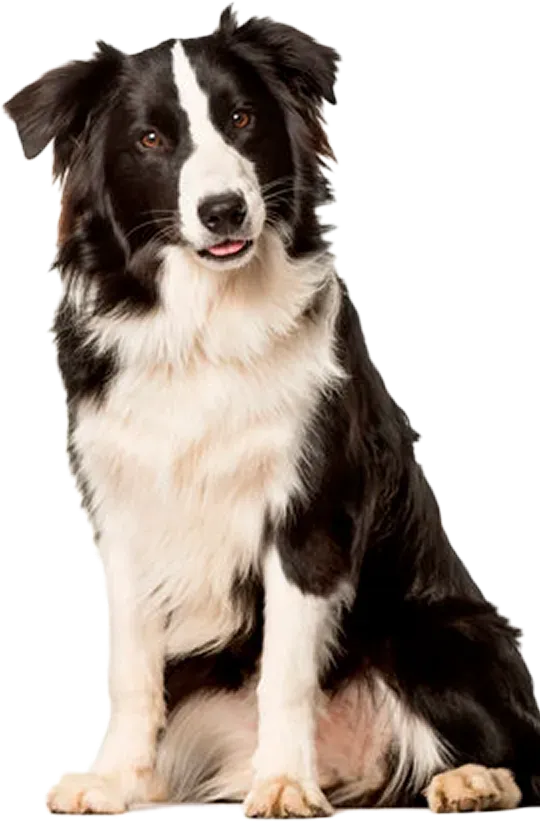 犬の画像