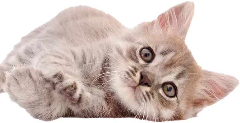 猫の画像