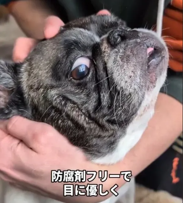 @dango_teacher510