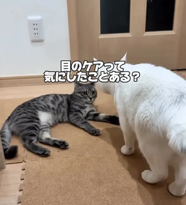 @renapi_dog_cat